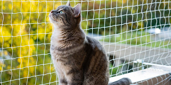 Cuide de quem te ama: rede de proteção para animais