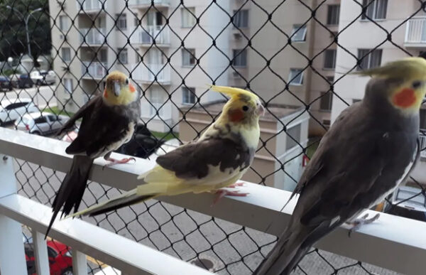 Redes de Proteção Para Pássaros em Curitiba