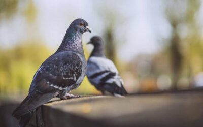 Três vantagens inegáveis de usar uma rede de pombos