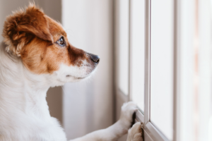 redes de protecao para cachorros