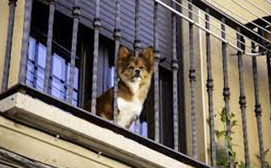 REDES DE PROTEÇÃO CURITIBA, REDES DE PROTEÇÃO PARA CÃES, REDES DE PROTEÇÃO, PROTEJA SEU PET