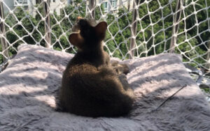 JF REDES DE PROTEÇÃO, REDES DE PROTEÇÃO PARA ANIMAIS