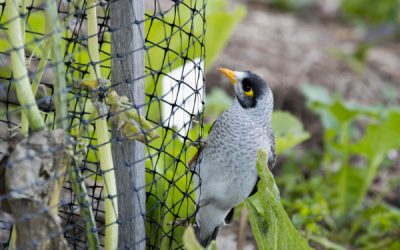 O jeito certo de utilizar redes de proteção para afastar pássaros de seu jardim!
