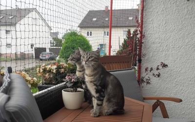 Proteção para Animais: Redes de Proteção para Gatos em Curitiba