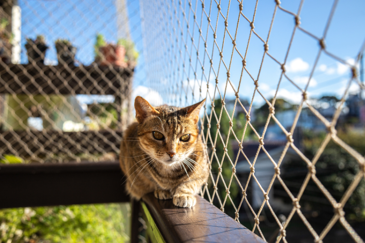 Redes de Proteção para Animais: Proteja Seus Pets!