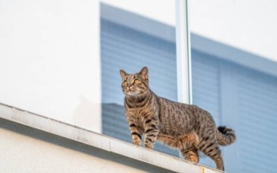 Redes de Proteção de Pets em Curitiba: Conforto e Segurança