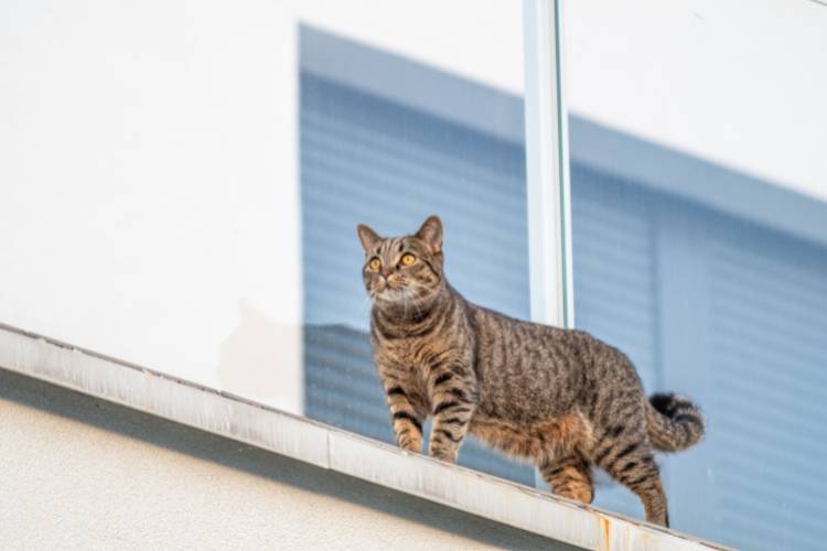 rede de proteção para pets curitiba
